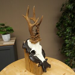 Rehgeweih Gewicht 295 g Reh Gehörn Bock Rehgehörn Geweih geschnitztem Trophöenschild 609.110