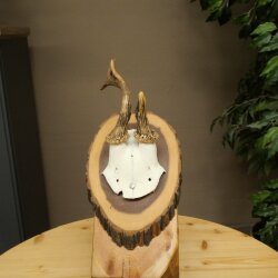 Ciervo macho con cuernos anormales. Cuernos de ciervo sobre un tocón de árbol 603.249