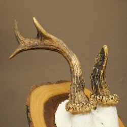 Ciervo macho con cuernos anormales. Cuernos de ciervo sobre un tocón de árbol 603.249