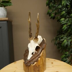 Rehbock Reh Bock Geweih Rehgeweih auf geschnitztem Trophäenschild 603.252