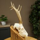 Roebuck, weight 296 g, with full antlers, roebuck antlers, 603.259