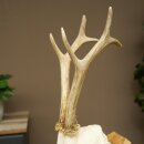 Roebuck, weight 296 g, with full antlers, roebuck antlers, 603.259