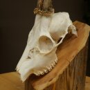 Roebuck, weight 296 g, with full antlers, roebuck antlers, 603.259