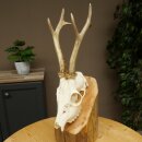Roebuck, weight 296 g, with full antlers, roebuck antlers, 603.259