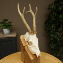 Roebuck, weight 296 g, with full antlers, roebuck antlers, 603.259