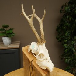 Roebuck, weight 296 g, with full antlers, roebuck antlers, 603.259