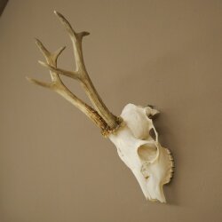 Roebuck, weight 296 g, with full antlers, roebuck antlers, 603.259