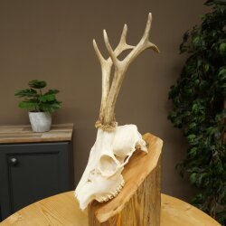 Roebuck, weight 296 g, with full antlers, roebuck antlers, 603.259