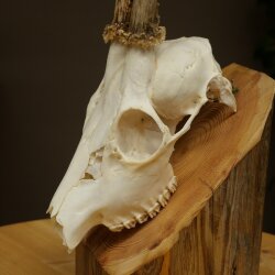 Roebuck, weight 296 g, with full antlers, roebuck antlers, 603.259