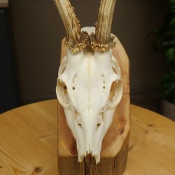 Roebuck, weight 296 g, with full antlers, roebuck antlers, 603.259