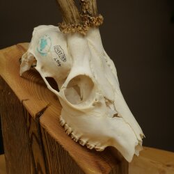 Roebuck, weight 296 g, with full antlers, roebuck antlers, 603.259