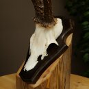 Chevreuil mâle, bois de chevreuil, bois montés sur un socle de trophée 603.260