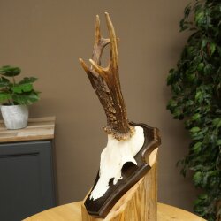Chevreuil mâle, bois de chevreuil, bois montés sur un socle de trophée 603.260
