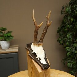Chevreuil mâle, bois de chevreuil, bois montés sur un socle de trophée 603.260