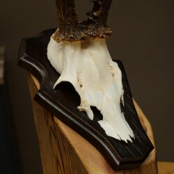 Chevreuil mâle, bois de chevreuil, bois montés sur un socle de trophée 603.260