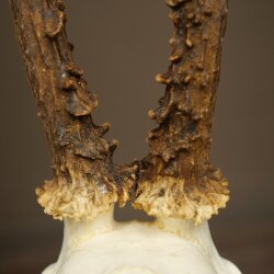 Chevreuil mâle, bois de chevreuil, bois montés sur un socle de trophée 603.260
