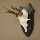 Deer Antlers, Deer Horns, Antler Stags, Stags, Trophy...