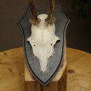 Rehgeweih Reh Geweih Gehörn Rehstangen Stangen Trophäenschild 602.383