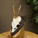 Deer Antlers, Deer Horns, Antler Stags, Stags, Trophy...