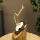 Roe deer antlers Abnormal antlers Horns Roe deer antler...