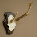 Roe deer antlers Abnormal antlers Horns Roe deer antler...