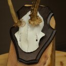 Roe deer antlers Abnormal antlers Horns Roe deer antler points Points Trophy shield 602.387