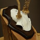 Roe deer antlers Abnormal antlers Horns Roe deer antler points Points Trophy shield 602.387