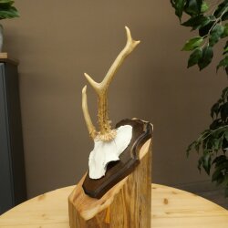 Roe deer antlers Abnormal antlers Horns Roe deer antler points Points Trophy shield 602.387