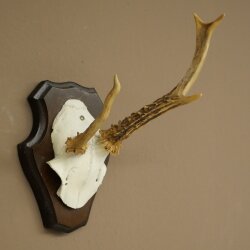 Roe deer antlers Abnormal antlers Horns Roe deer antler points Points Trophy shield 602.387