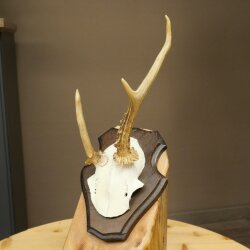Roe deer antlers Abnormal antlers Horns Roe deer antler points Points Trophy shield 602.387
