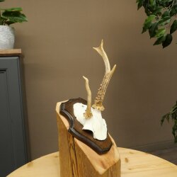 Roe deer antlers Abnormal antlers Horns Roe deer antler points Points Trophy shield 602.387