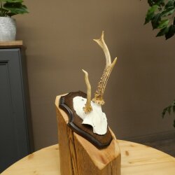 Roe deer antlers Abnormal antlers Horns Roe deer antler points Points Trophy shield 602.387