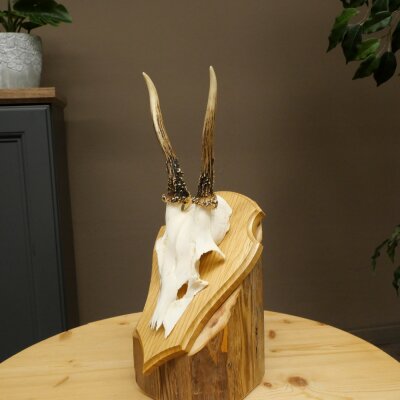Reehoorn Reehoorns Hoorns Reestangen Stangen Trofeeschild 602.388