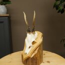 Deer Antlers, Deer Horns, Antler Stags, Stags, Trophy...