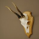 Deer Antlers, Deer Horns, Antler Stags, Stags, Trophy...