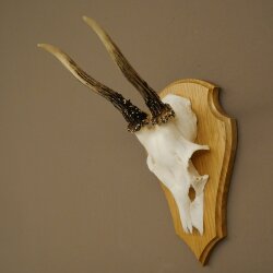 Reehoorn Reehoorns Hoorns Reestangen Stangen Trofeeschild 602.388