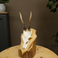Reehoorn Reehoorns Hoorns Reestangen Stangen Trofeeschild 602.388