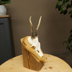 Reehoorn Reehoorns Hoorns Reestangen Stangen Trofeeschild 602.388