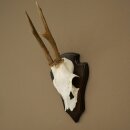 Deer Antlers, Deer Horns, Antler Stags, Stags, Trophy...