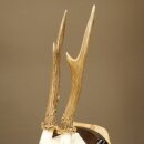 Reehoorn Reehoorns Hoorns Reestangen Stangen Trofeeschild 602.389