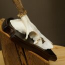 Reehoorn Reehoorns Hoorns Reestangen Stangen Trofeeschild 602.389