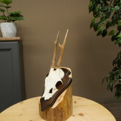 Reehoorn Reehoorns Hoorns Reestangen Stangen Trofeeschild 602.389