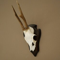 Reehoorn Reehoorns Hoorns Reestangen Stangen Trofeeschild 602.389