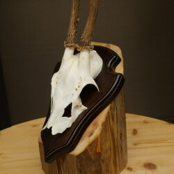 Reehoorn Reehoorns Hoorns Reestangen Stangen Trofeeschild 602.389