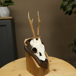 Reehoorn Reehoorns Hoorns Reestangen Stangen Trofeeschild 602.389
