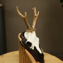 Deer Antlers, Deer Horns, Antler Stags, Stags, Trophy...