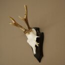 Deer Antlers, Deer Horns, Antler Stags, Stags, Trophy...