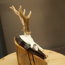 Rehgeweih Reh Geweih Gehörn Rehstangen Stangen Trophäenschild 602.390