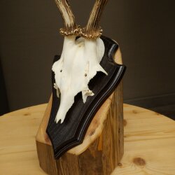 Rehgeweih Reh Geweih Gehörn Rehstangen Stangen Trophäenschild 602.390