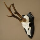 Deer Antlers, Deer Horns, Antler Stags, Stags, Trophy...